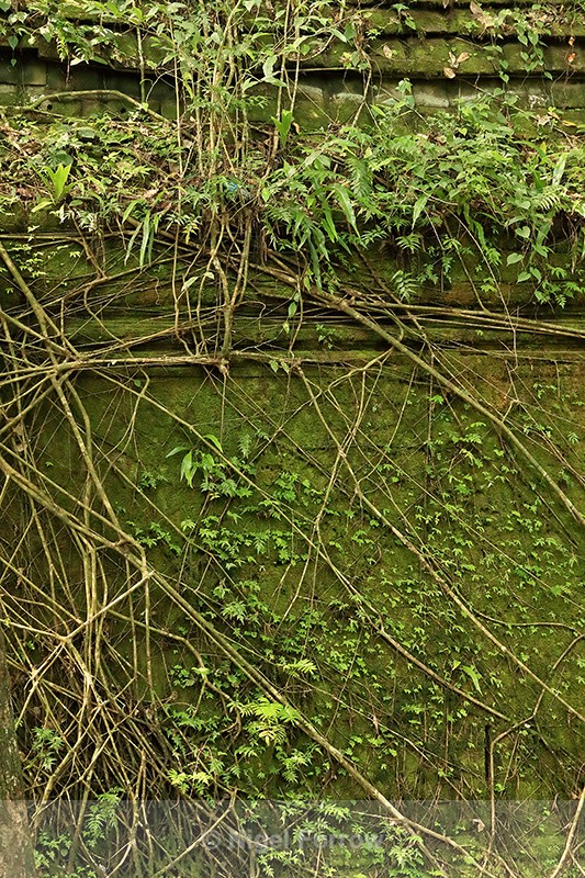 Vegetation covering Beng Mealea wall, Cambodia - Cambodia