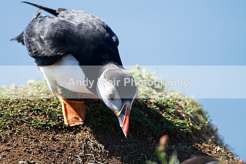 20120531-_MG_9848 - Puffin