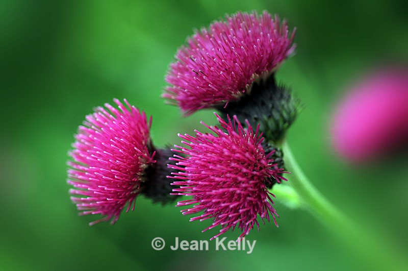 Thistles - 5471 - Purple