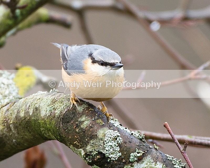 20111121-_MG_8027 - Nuthatch & Treecreepers