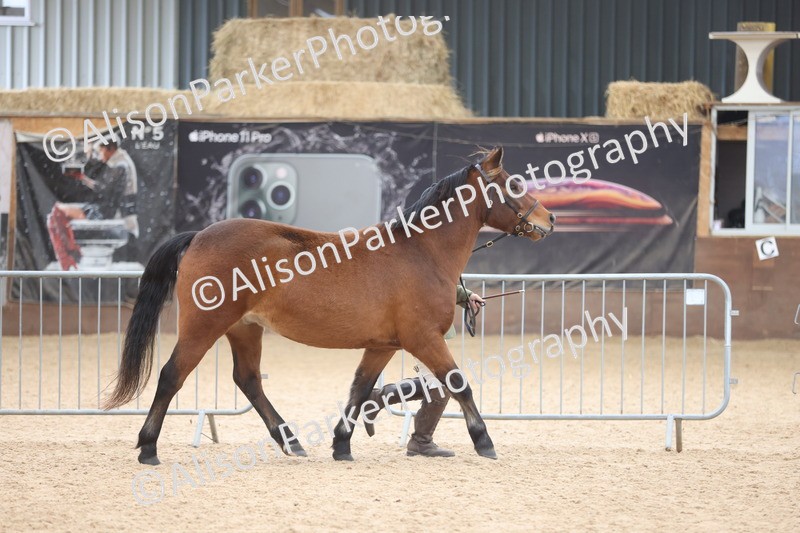 20251109-1115 - Class 29 - Geldings 4 Years and over