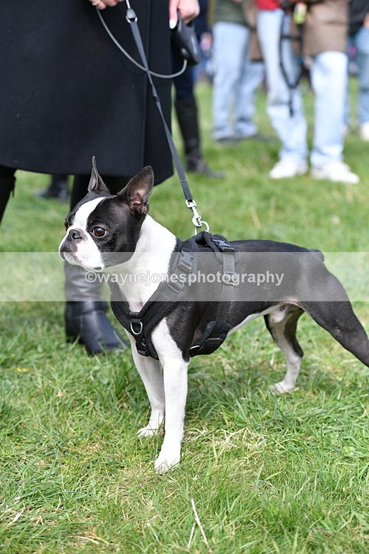 WJ5_0590 - Class 7 Best Terrier