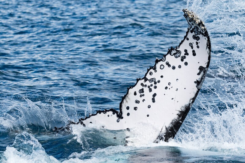 Fluke Splash 3