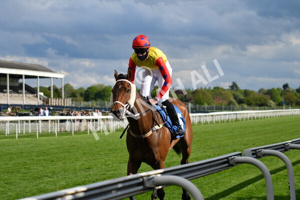 yr22052021r7-48 - Race 7 5.25pm Hudson Quarter York Palace Capital Stakes - Gentleman Amateur Riders Race