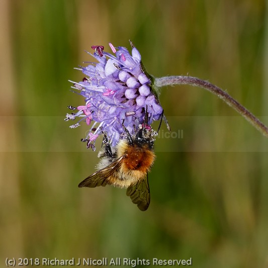 Common carder bee (Bombus pascuorum) on  Devil's-bit Scabious - Common carder bee (Bombus pascuorum)