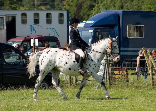 136 - Moniaive Horse Show 2008