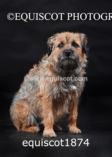 equiscot1874 - ODIE & TIA