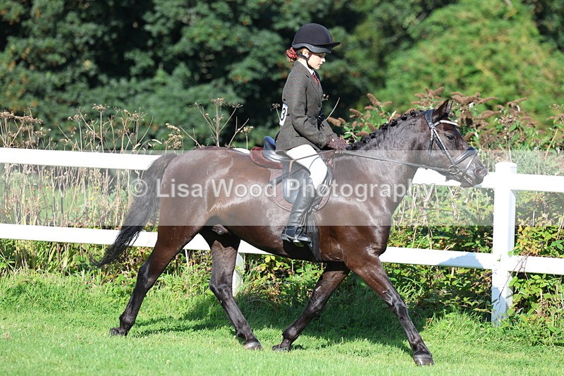 3E7A7570 - Class 1: Novice Working Hunter Pony