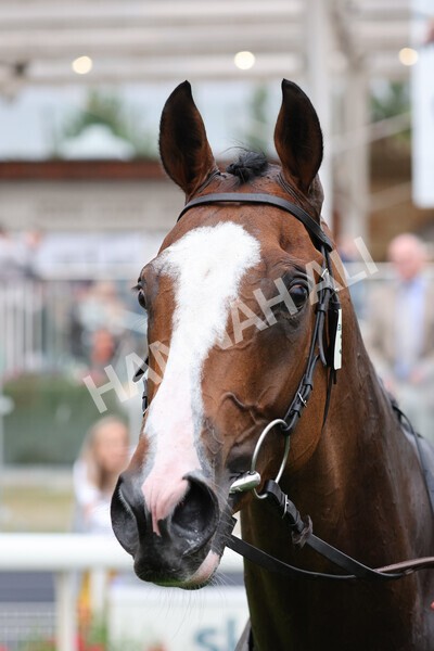 yr22072022r6-44 - Race 6 7.50pm Gallop Racing Stakes