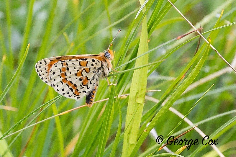 spotted fritillary pyrenees