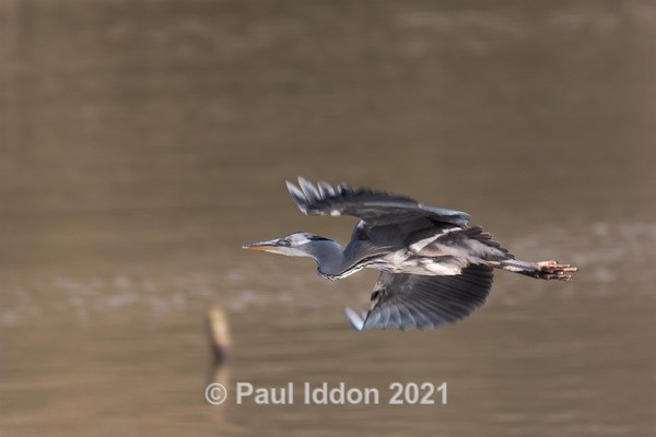 Heron in Flight - Nature - Birds and Wildlife