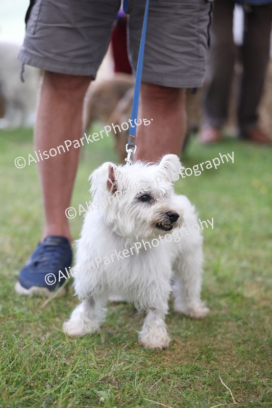 20250607-0351 - Class 9 - Scruffy or Fluffy