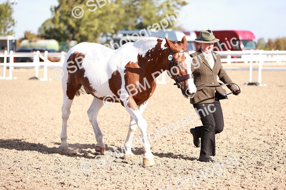 SBM_22030 - Class 702 - IH Show Horse-Pony