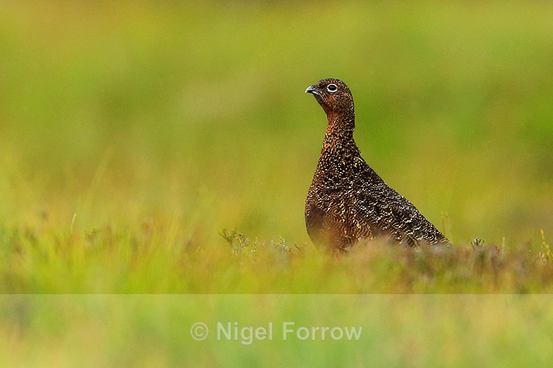 Red Grouse (male), low level shot, Scotland - Red Grouse
