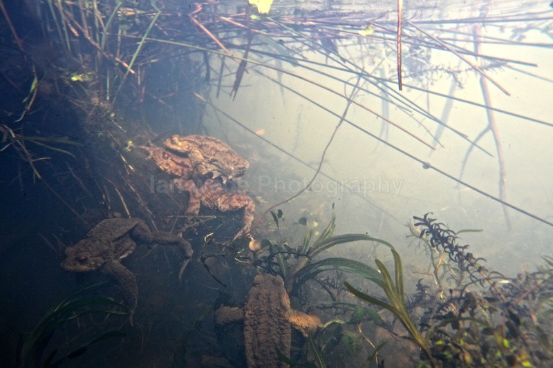 Frog spawns spawning 543_0232 - Reptiles, amphibians & pond life, Great Britian