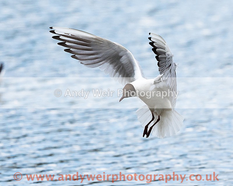 20150627-8E0A9864 - Gulls