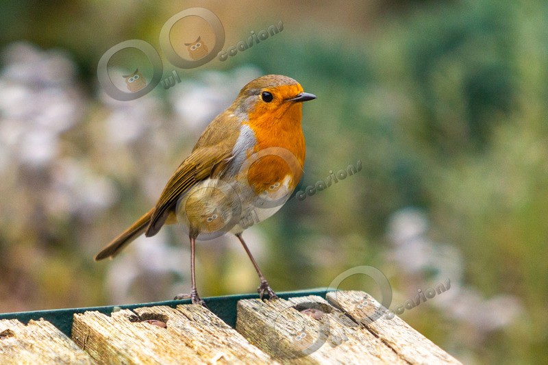 Robin-1494 - UK birds