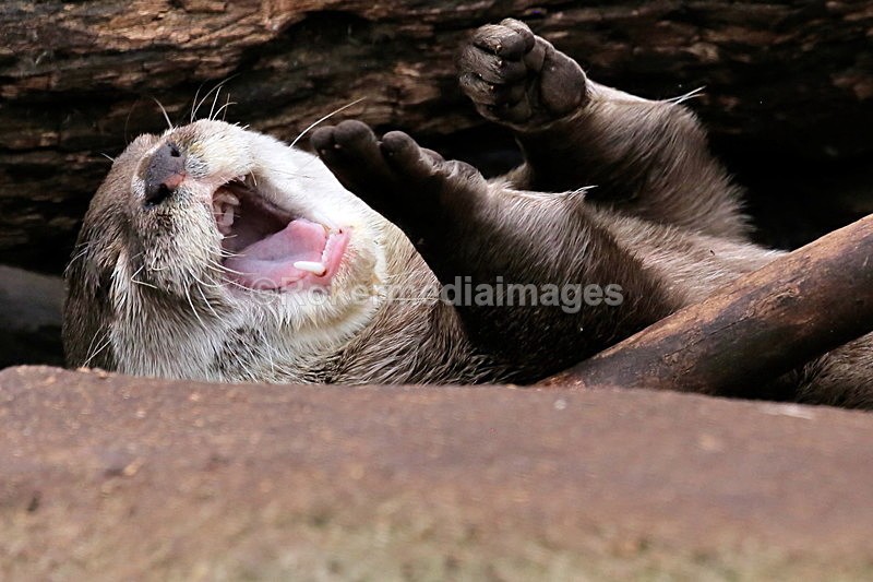  - Wildlife