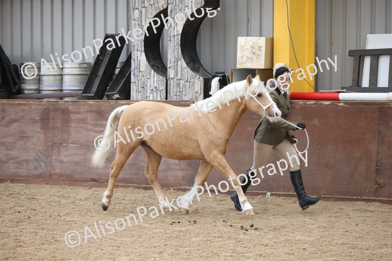 20251109-0831 - Class 25 - Yearling, Colt, Filly or Gelding