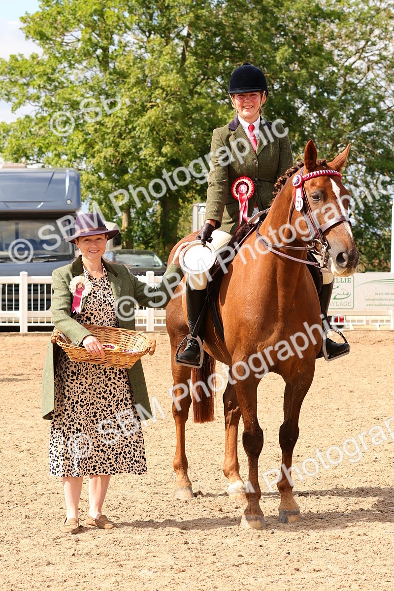 SBM_14161 - Class 213 - Ridden Hack Riding Horse