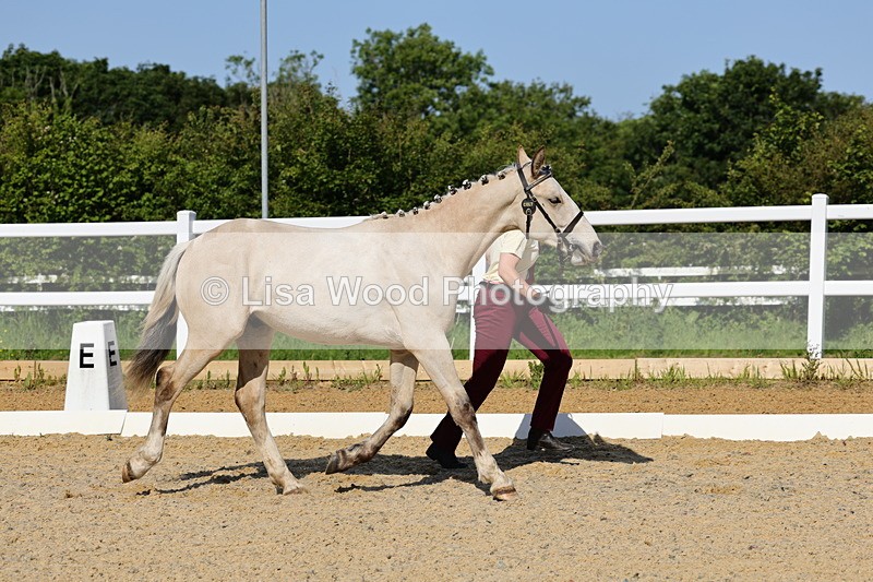 1X9A0743 - Class 4: Youngstock 1, 2, 3 year old to exceed 153cm
