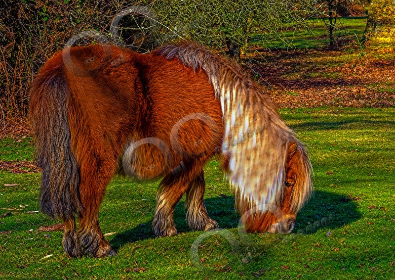 Shetland pony-43 - Pet Photography