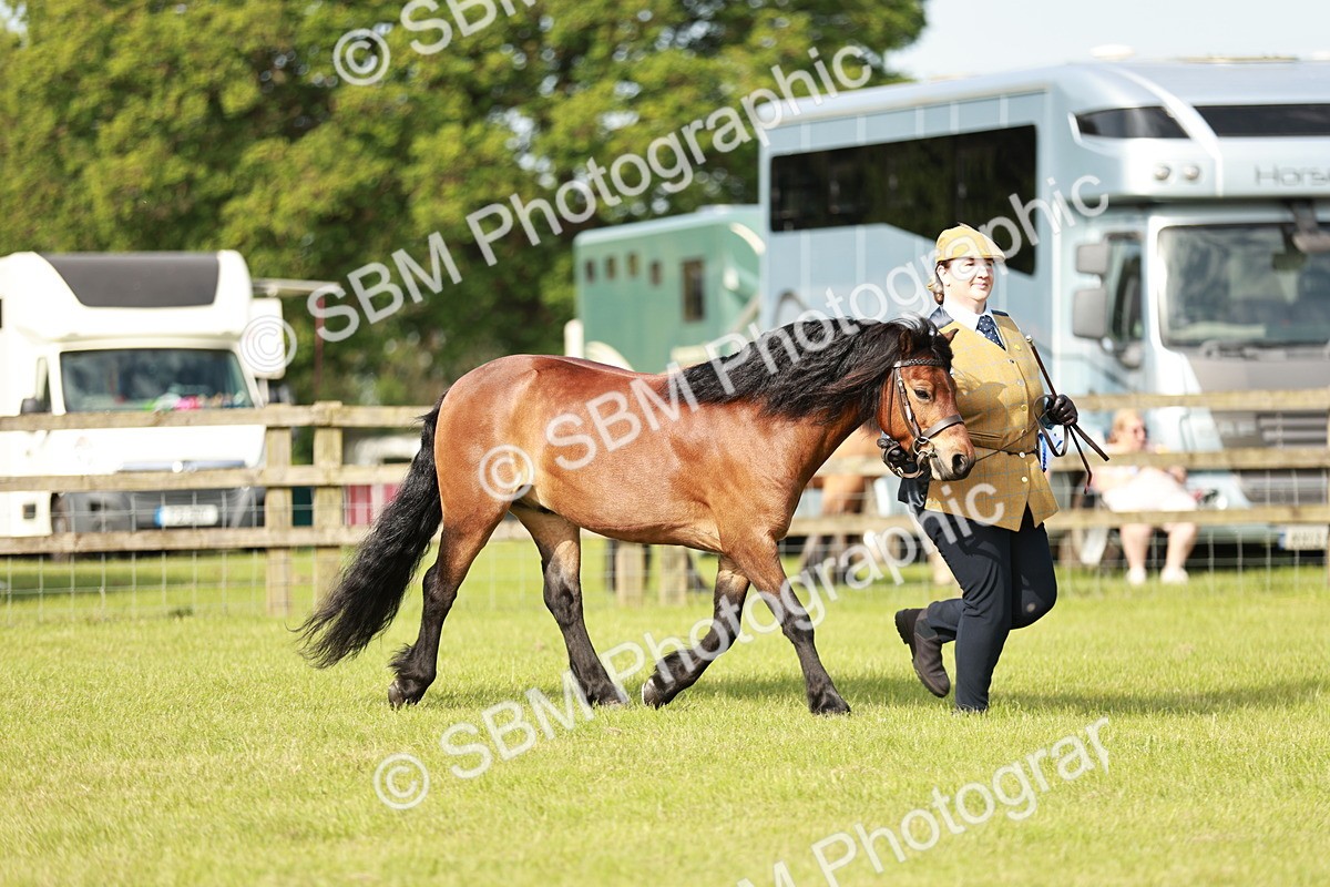 SBM_00617 - Class 14-23 - Mountain & Moorland In Hand Non Welsh
