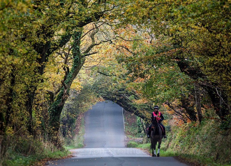 Autumn leaves tunnel - Life on Man