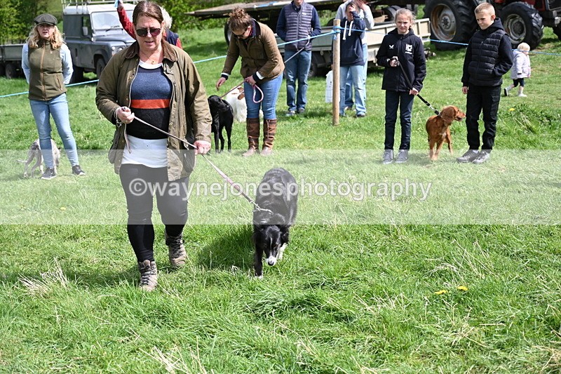 WJ6_8901 - Class 8 Best Working / Gun Dog or Bitch