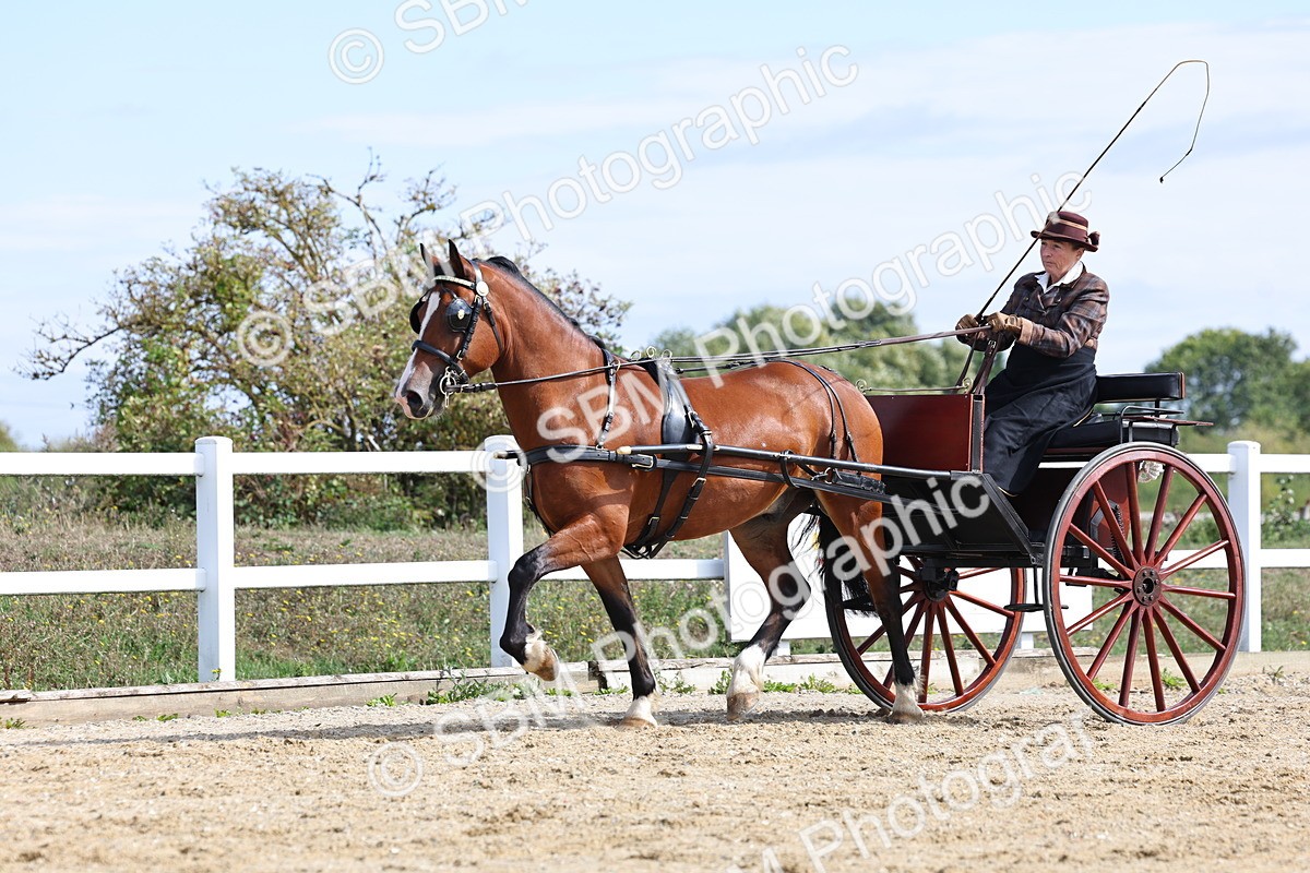 SBM_000919 - Class 8 - Novice Horse or Pony to any vehicle