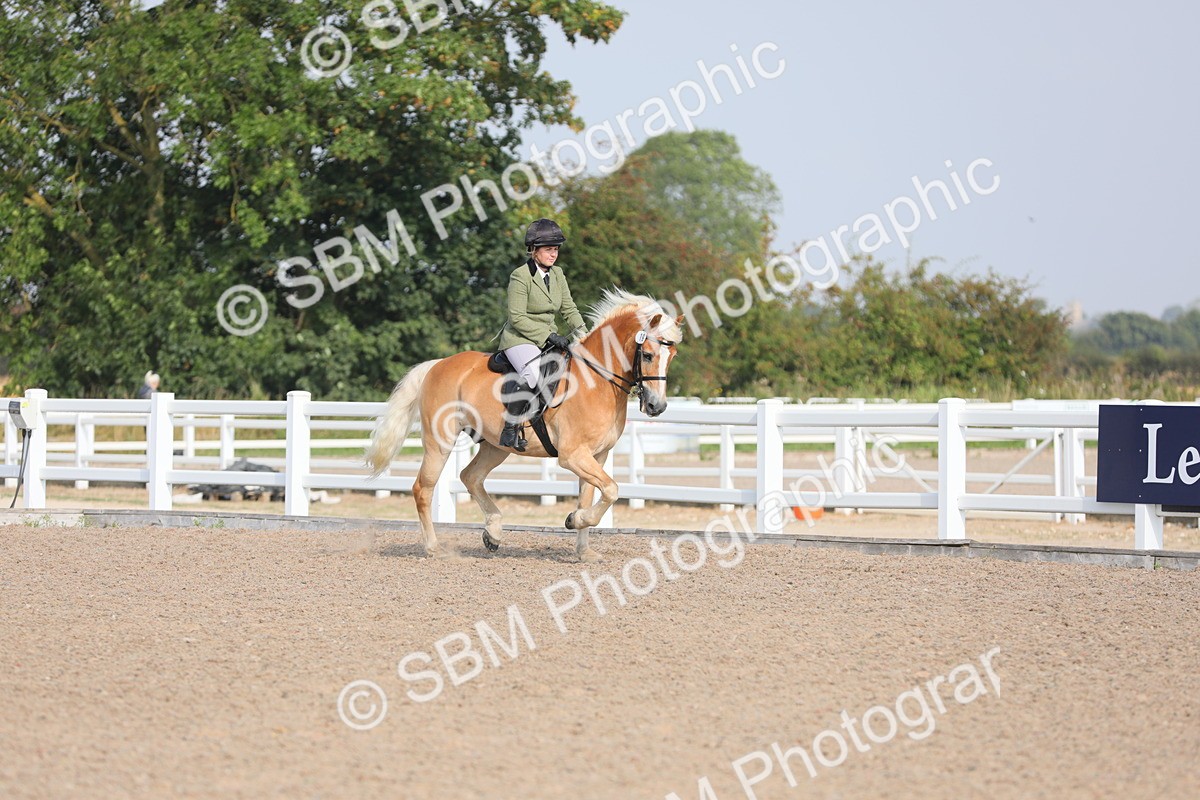 SBM_11328 - Class 305 Ridden Foreign Breeds- Pure Bred