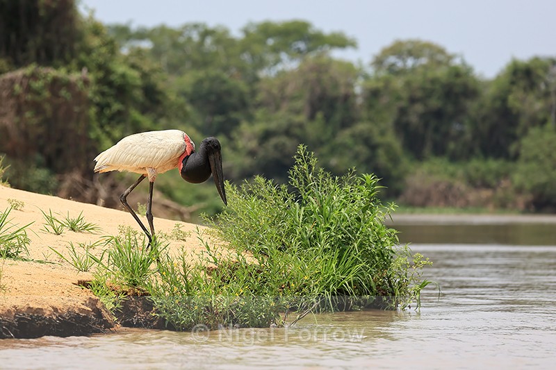 Jabiru approaches river, Pantanal, Brazil - Jabiru