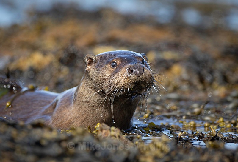 OTTER, ISLE OF MULL, SCOTLAND - OTTERS, ISLE OF MULL, SCOTLAND