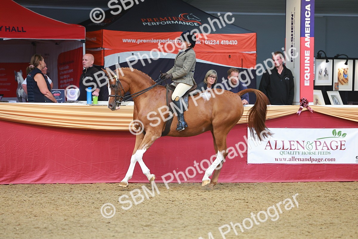SBM_10589 - Class 103 - HOYS Veteran Qualifier - Ridden Pre Vet