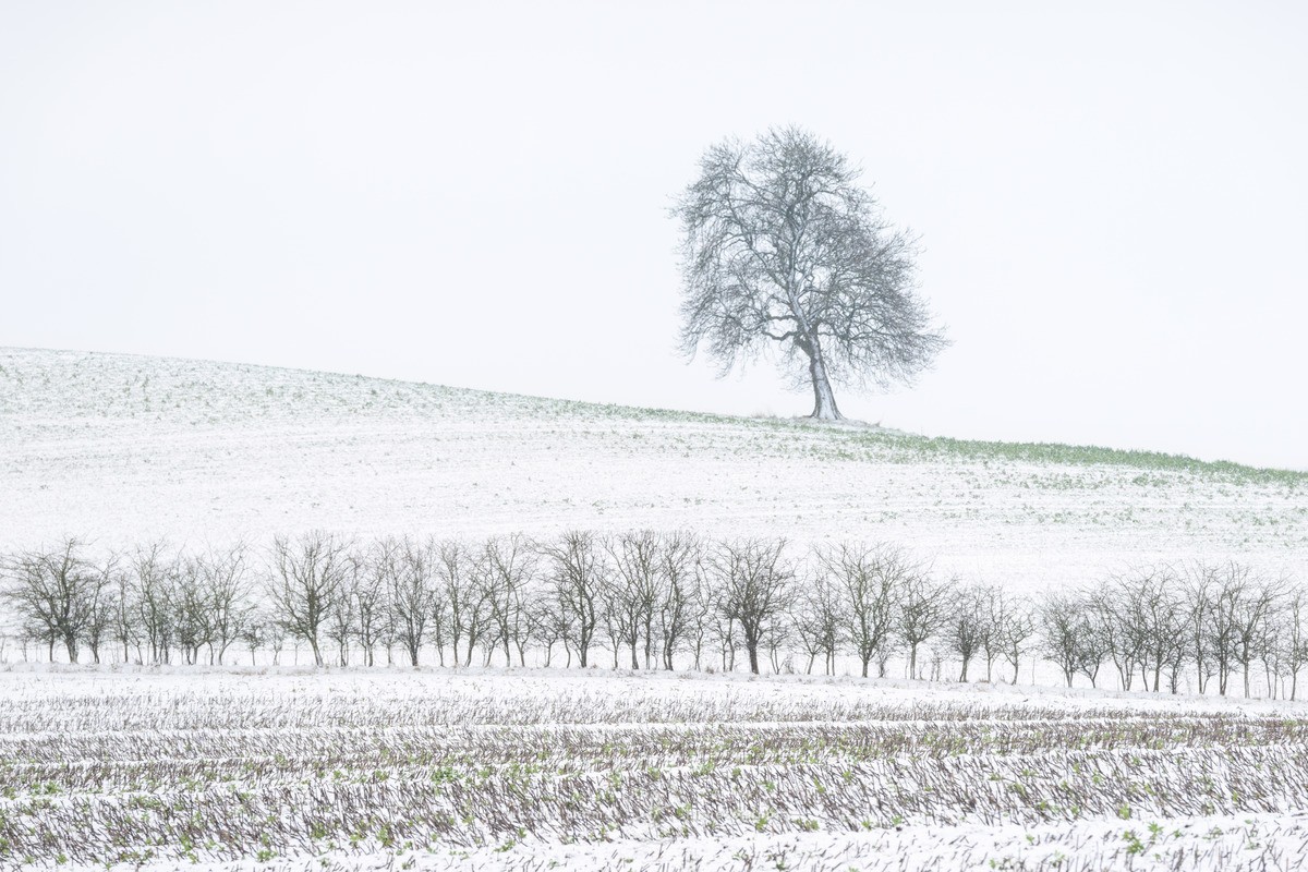 Downland Winter - WINTER