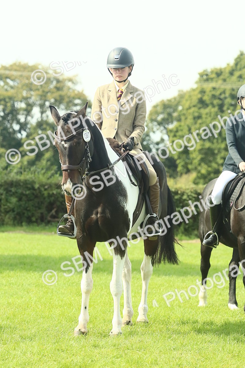 SBM_66690 - S34 - Rehabilitated Rescue Horse & Pony In Hand & Ridden