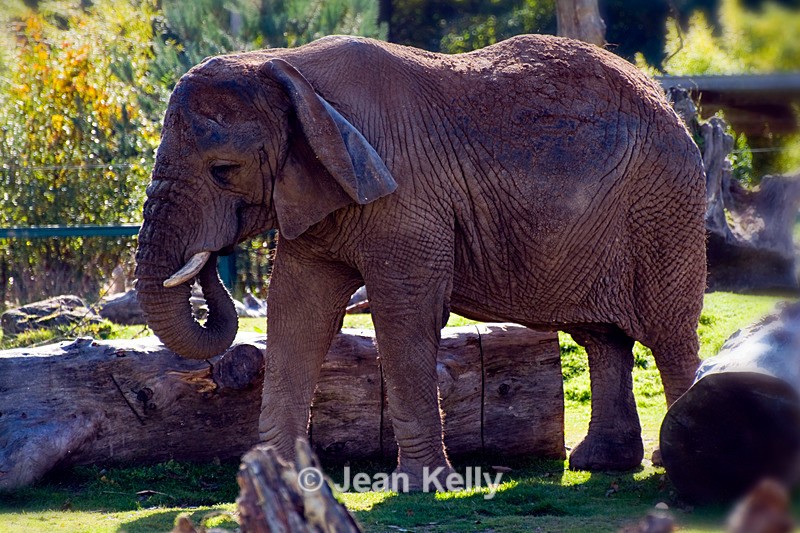 African Elephant - 7139 - Elephant