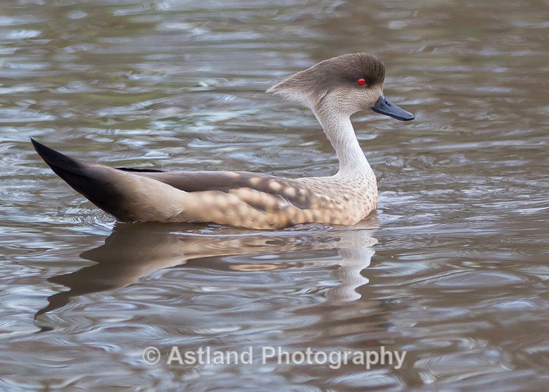 Astland Photography, Bird and Wildlife Images, Susan and Peter Wilson, U.K.