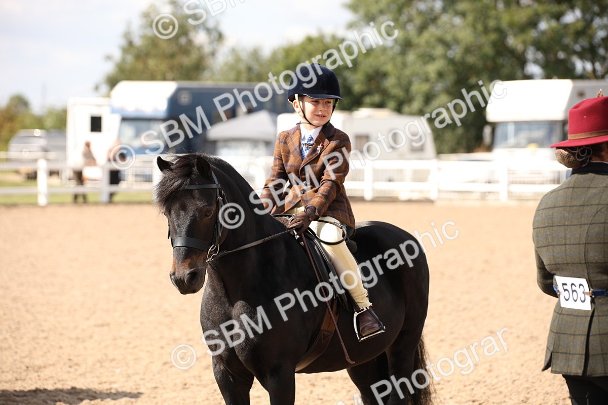 SBM_03435 - Class 18 Handsomest Gelding (IH or Ridden)