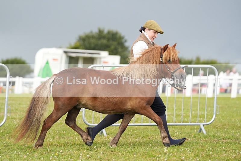 DSC04531 - Class 46: NPS Shetland Youngstock