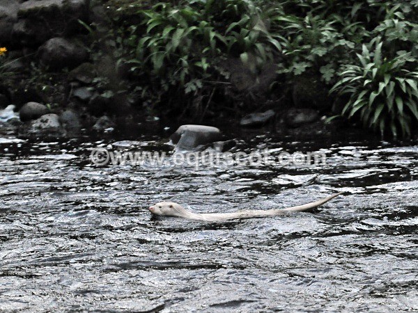 equiscot 2288 - ALBINO OTTERS - SCOTLAND
