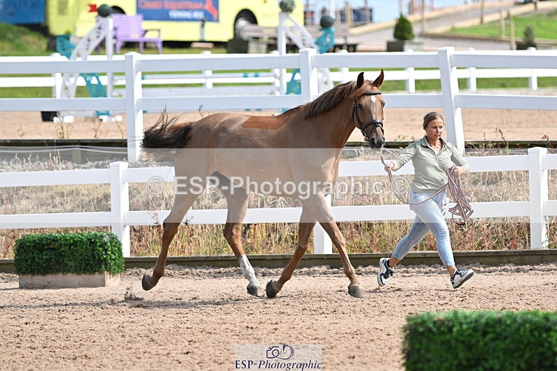 240717A-160645-03312 - Trot Up 4pm to 5pm
