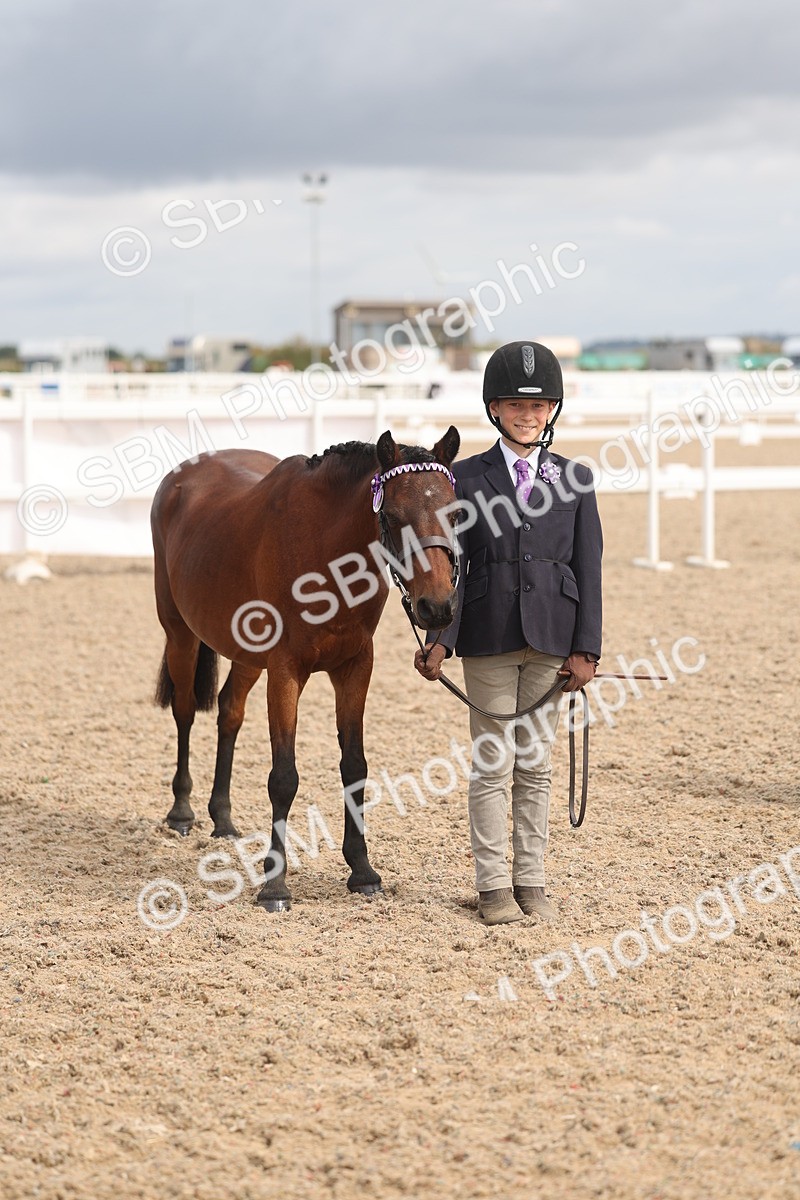 SBM_04552 - Class 19 - Horse/Pony Judge would most like to take home