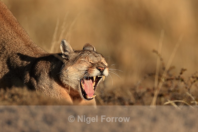 Female Puma stretches and yawns, Torres del Paine, Chile - Puma