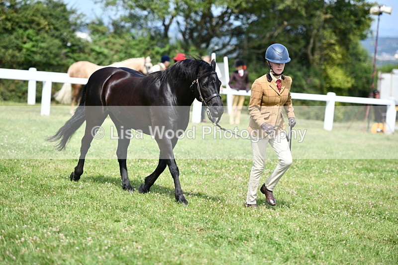 DSC_8396 - Class 68: Part Bred In Hand M & M
