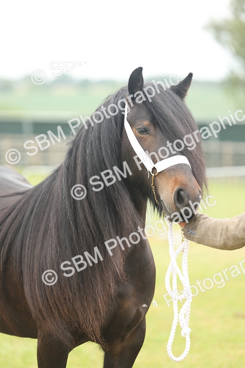 SBM_05093 - Class 50-57 - M&M Welsh Pony In Hand