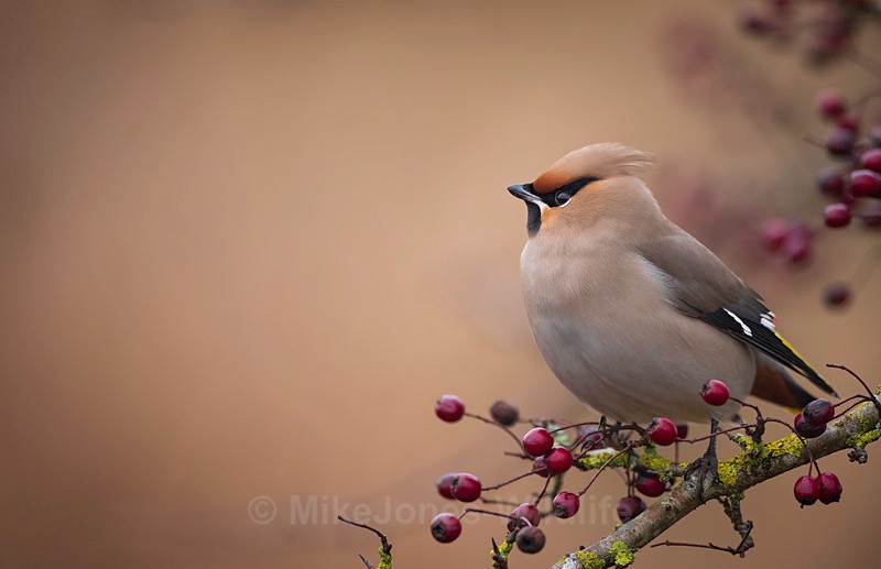WAXWING HALKYN 7 - WAXWINGS. February 2024 [Halkyn Mountain, North Wales. UK ]
