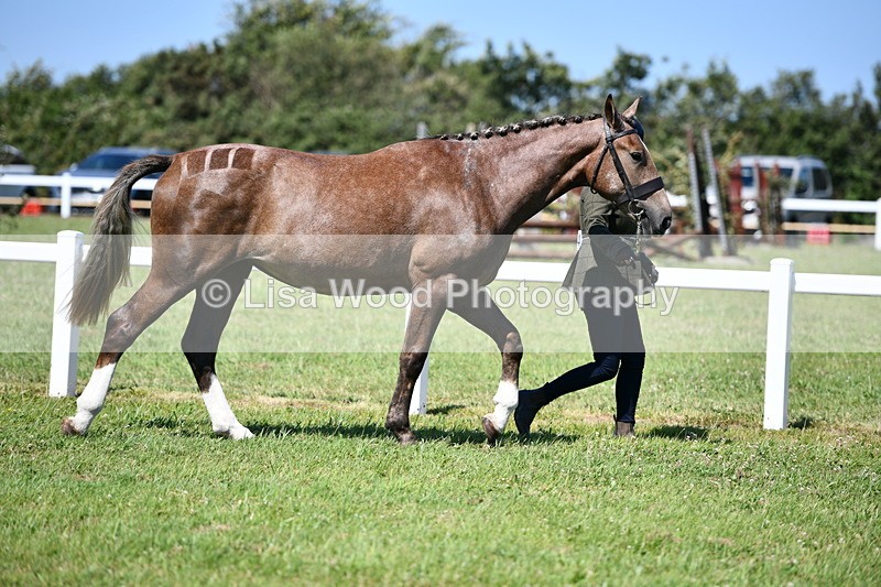DSC_6707 - Class 57: Hunter/Riding Horse/Hack 1, 2 & 3 yr olds