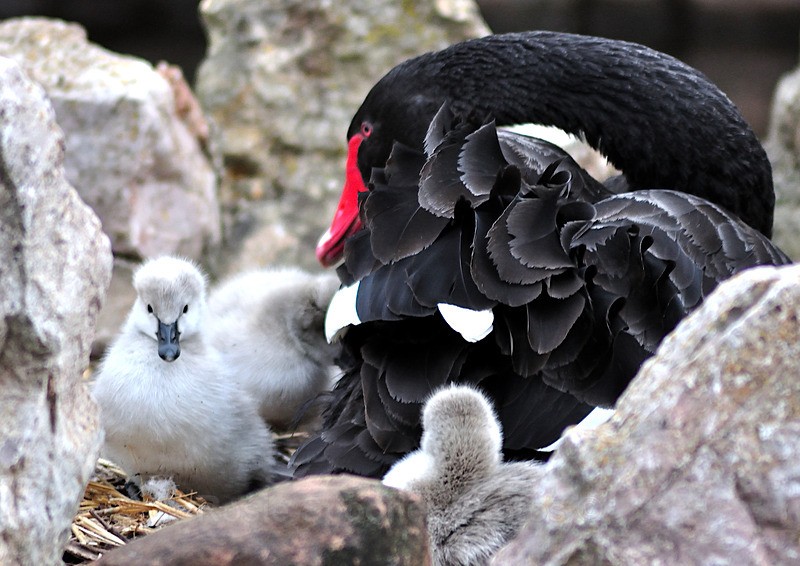 DW43 - Mother and Cygnets - Greetings Cards Dawlish