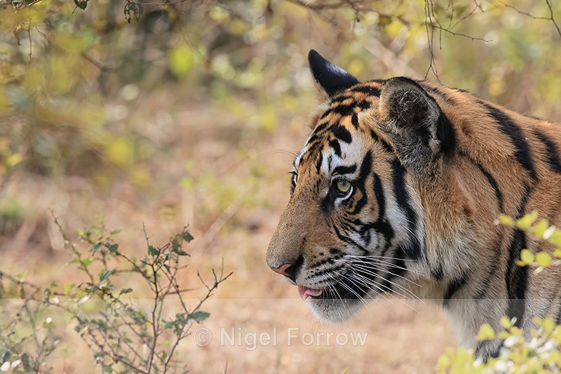 Bengal Tiger head, side view, Panna, Madhya Pradesh, India - Tiger